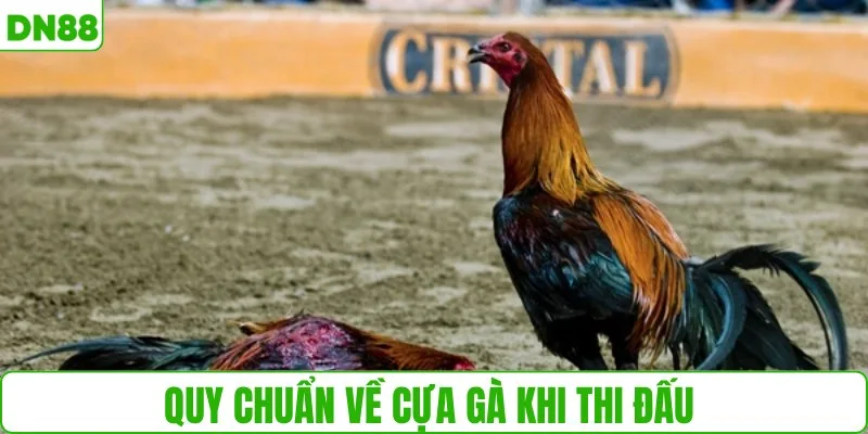 Quy chuẩn về cựa gà khi thi đấu 