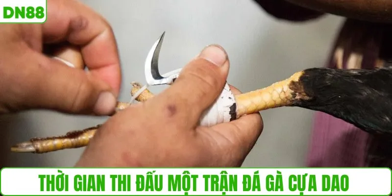 Thời gian thi đấu một trận đá gà cựa dao 